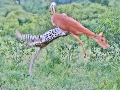 Leopard's Aerial Ambush Captures Impala in Dramatic Hunt