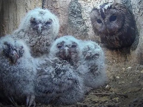 A Day in the Life of 19-Day-Old Tawny Owl Chicks