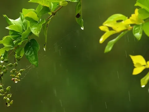 Tropical Rainstorm Sounds for Deep Sleep and Relaxation