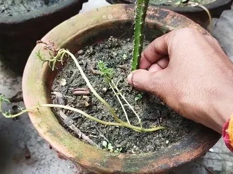Growing Dragon Fruit Plants at Home