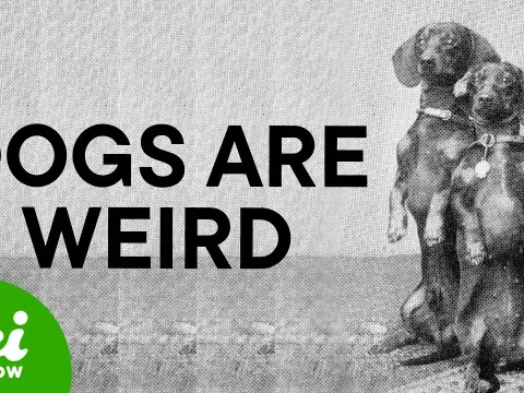 Ancient Dogs Were Already Diverse Long Before Victorian Breeding