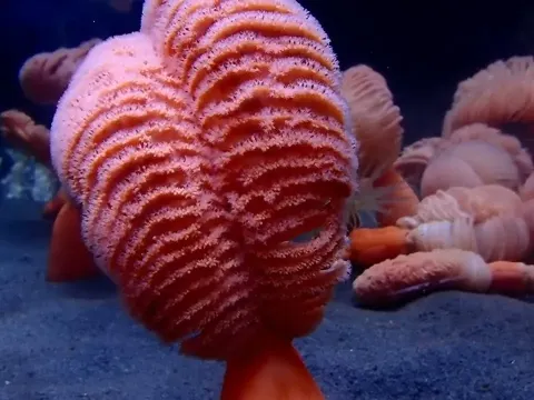 Orange Sea Pen: The Bioluminescent Coral of the Pacific
