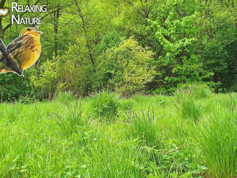 Sounds: Birds and the Natural Context