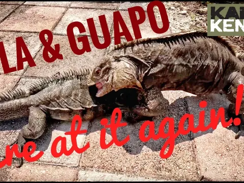 Cuban Rock Iguanas Guapo and Lola: Health Update and Behavior