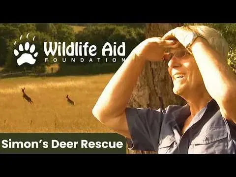A Heartwarming Deer Rescue: Simon Cowell's Most Memorable Wildlife Save