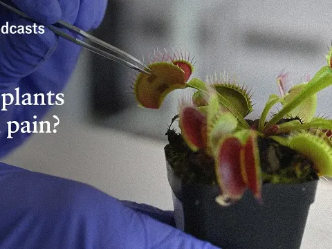 Can Plants Think and Feel Pain? Exploring Plant Consciousness