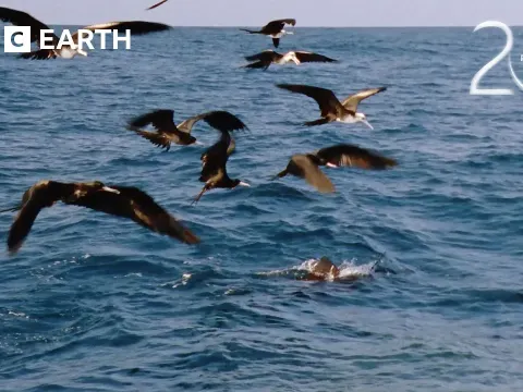 How Sailfish Use Color-Changing Camouflage to Hunt in the Open Ocean