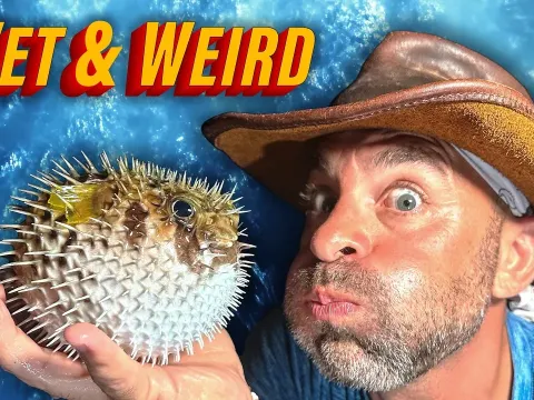 Nighttime Search for Bizarre Sea Creatures: Snake Eels, Pufferfish, and More