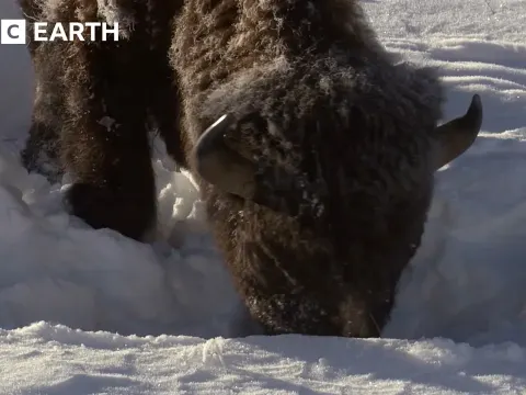How Yellowstone Wildlife Survives Extreme Winter Conditions