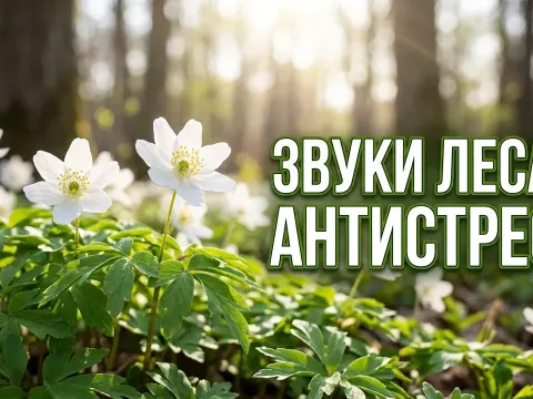 Spring Bird Songs in the Forest: Relaxing Nature Sounds for Stress Relief