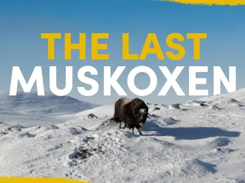 The Search for Sweden's Last Muskoxen in the Scandinavian Mountains
