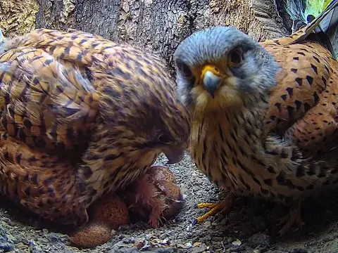 Kestrel Parents Welcome First Hatchling of the Season