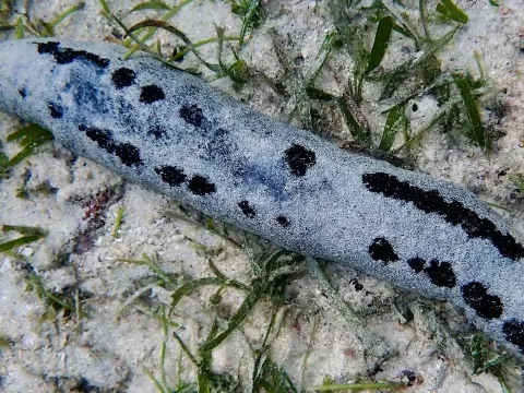 Sea: Cucumber and the Natural Context