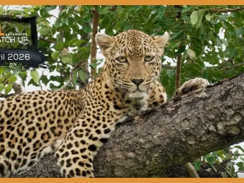 A Day of Wildlife Encounters on Safari in Sabi Sands
