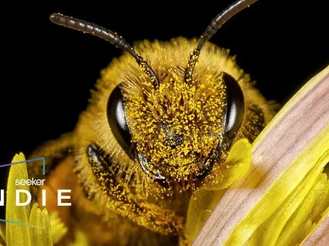 How Fungicides Disrupt Bee Microbiomes and Threaten Pollination