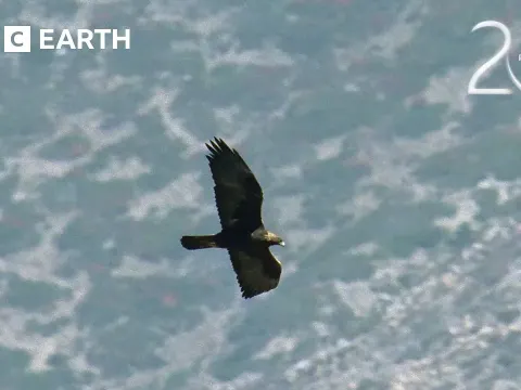 Golden Eagles Hunt Demoiselle Cranes in Epic Himalayan Battle