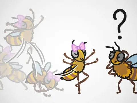 How Honeybees Evaluate Food Sources Through the Waggle Dance