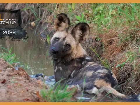 Wild Dogs Emerge During African Safari Live Stream