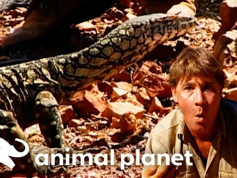 Steve Irwin Tracks the Perentie, Australia's Largest Lizard, in the Outback