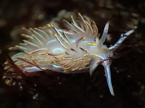Horned Nudibranch: A Colorful Sea Slug of the Pacific Ocean
