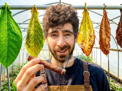 Growing and Crafting Cigars from Seed to Smoke