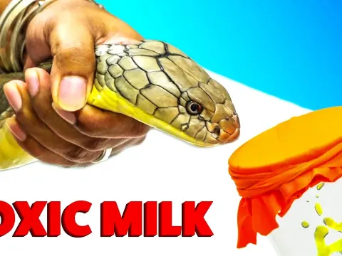 How King Cobra Venom Is Milked to Create Life-Saving Antivenom