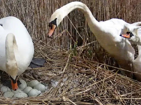 Mute Swan Mother Defends Nest from Rival Offspring