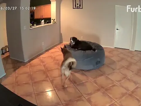 Three Puppies Create Their Own Foam Pit Playground