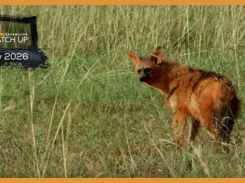 Rare Aardwolf Sighting and Hyena Behavior Highlights Safari Catch-Up