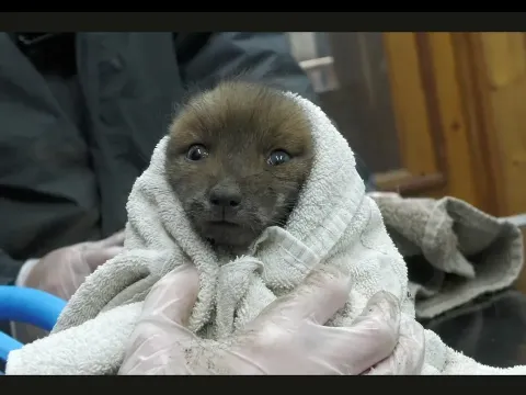 Rescued Fox Cub Survives Storm Drain Ordeal After Sibling Dies