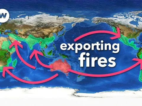 How Eucalyptus Trees Are Fueling Wildfires Around the World