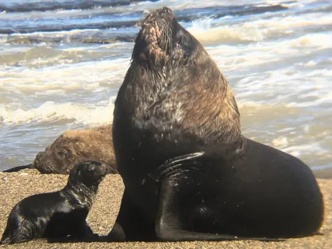 Sea: Lion and the Natural Context