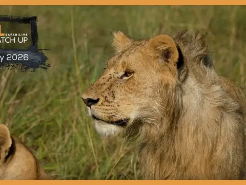 Leopard Sighting and Lion Kill Highlights from a Day in the African Bush