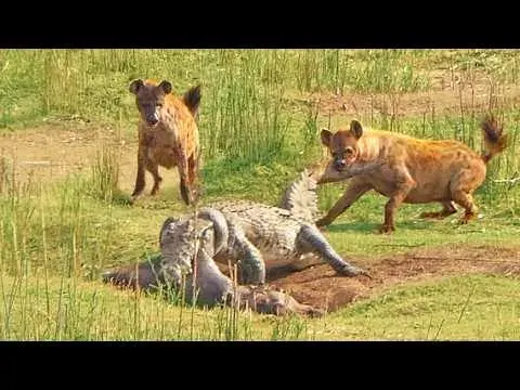 Hyenas Attempt to Drag a Massive Crocodile by Its Tail in a Tense Wildlife Encounter