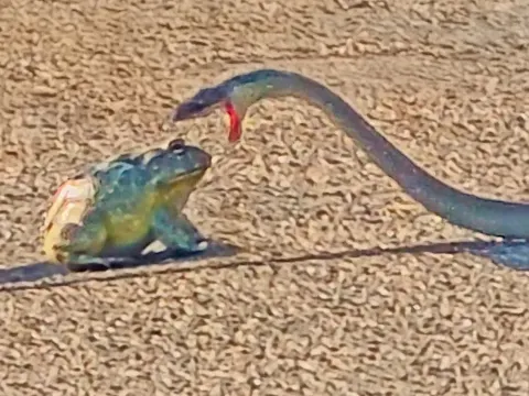 Bullfrog Shows Remarkable Resilience After Dozens of Snake Bites