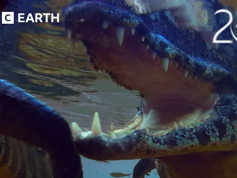 Caiman Hunts for Prey in Brazil's Pantanal Wetlands