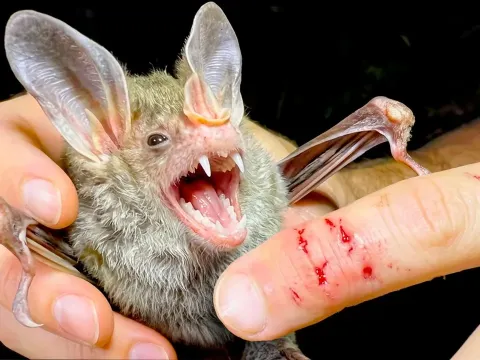 Vampire Bat and the Natural Context