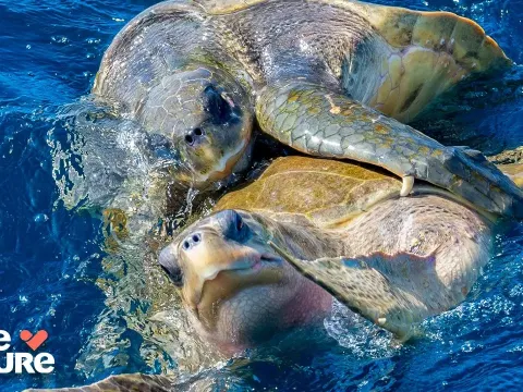 Bizarre Mating Rituals of Deep Sea Creatures Revealed