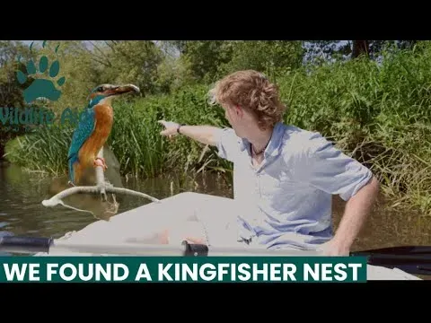 Kingfisher Burrow Discovered at Wildlife Aid Reserve