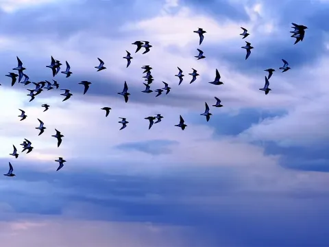 Drone Footage Captures Golden Plovers and Migrating Geese in Yorkshire