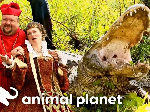 Alligator Removal at a Renaissance Fair Turns Into a Knightly Adventure