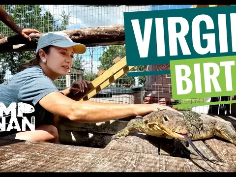 19-Year-Old Lizard Gives Virgin Birth to Five Babies