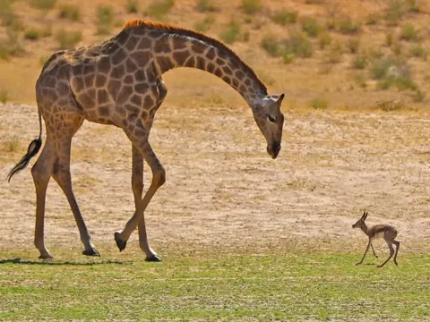 Orphaned Baby Deer Mistakenly Follows a Giraffe Thinking It Is Its Mother