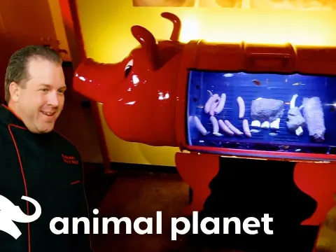 Custom Pig-Shaped Fish Tank and Wave Aquarium Installed in Restaurants