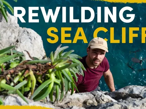 How Extreme Technology and Bold Interventions Are Restoring Rare Plants on Sea Cliffs