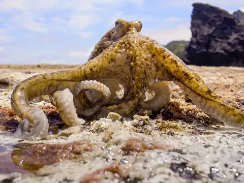 Octopus Leaves Water to Hunt on Land as Rock Pools Dry Up in Summer Heat
