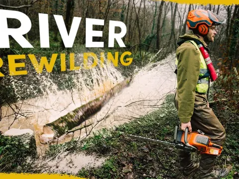Why We Drop Healthy Trees Into Rivers for Ecosystem Restoration