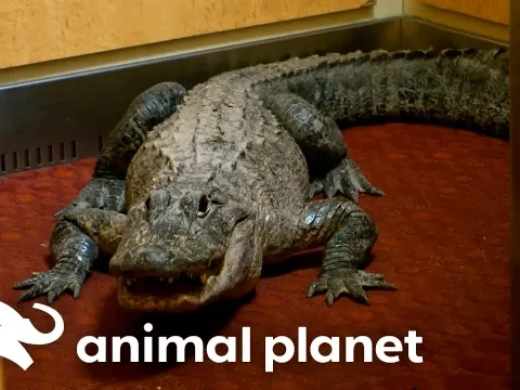 Alligator Trapped in Hotel Elevator Sparks Daring Rescue
