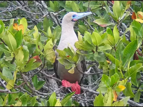 Booby Red and the Natural Context