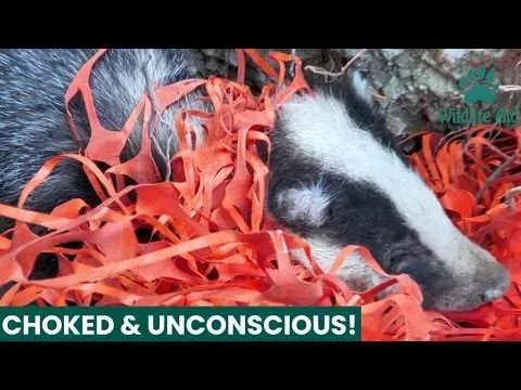 Badger Rescued from Tangled Construction Netting in Dramatic Emergency Call